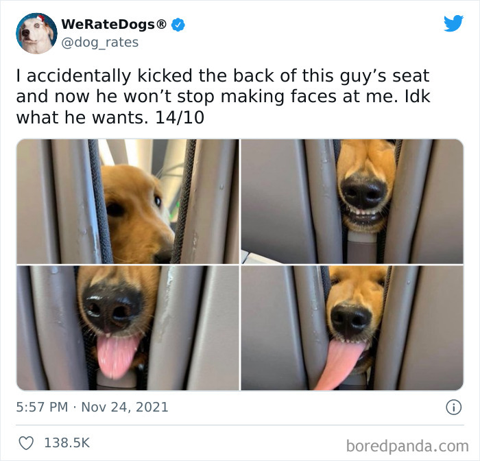 Dog-Rates-Twitter