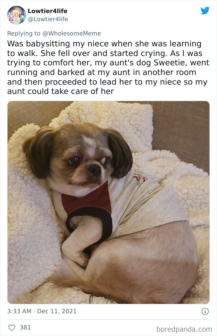 People-Share-Intelligent-Things-Their-Pets-Did