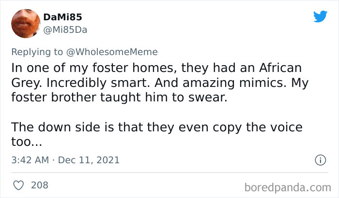 People-Share-Intelligent-Things-Their-Pets-Did