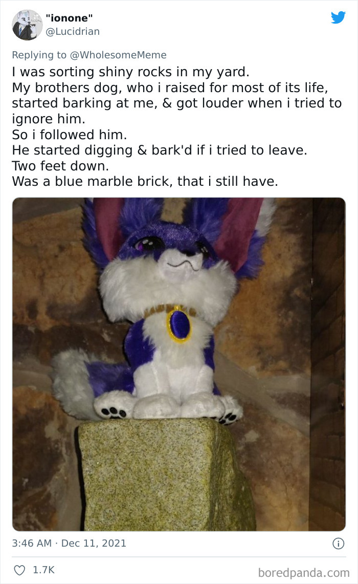 People-Share-Intelligent-Things-Their-Pets-Did