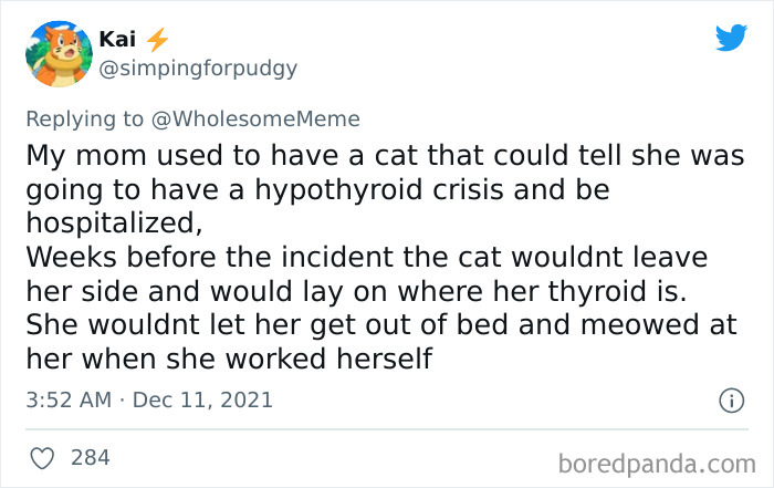 People-Share-Intelligent-Things-Their-Pets-Did