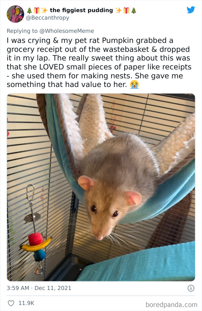 People-Share-Intelligent-Things-Their-Pets-Did