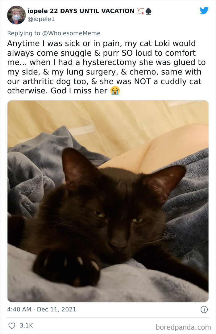 People-Share-Intelligent-Things-Their-Pets-Did