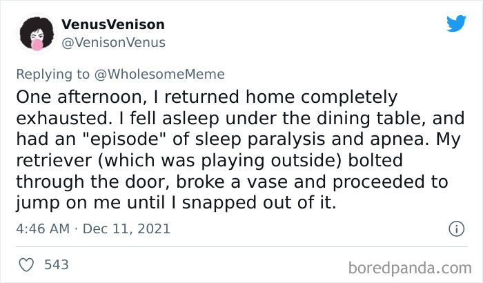 People-Share-Intelligent-Things-Their-Pets-Did