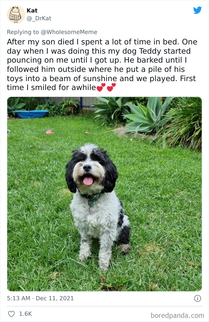 People-Share-Intelligent-Things-Their-Pets-Did