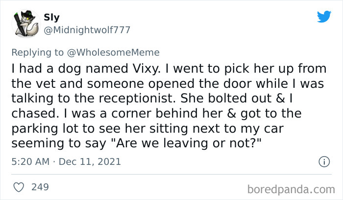 People-Share-Intelligent-Things-Their-Pets-Did