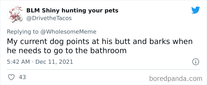 People-Share-Intelligent-Things-Their-Pets-Did