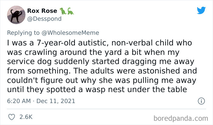 People-Share-Intelligent-Things-Their-Pets-Did