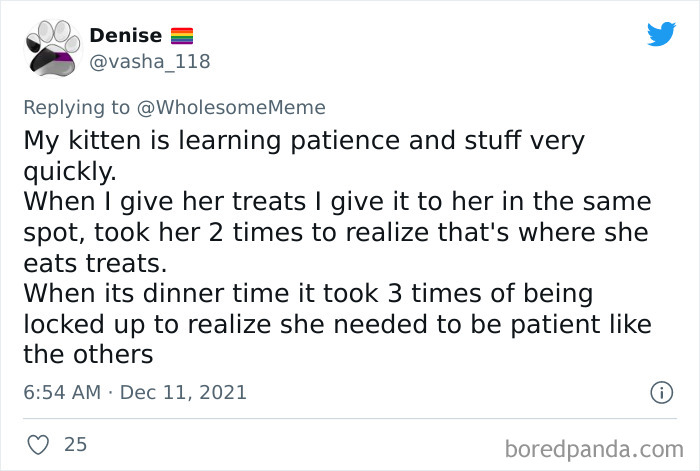 People-Share-Intelligent-Things-Their-Pets-Did