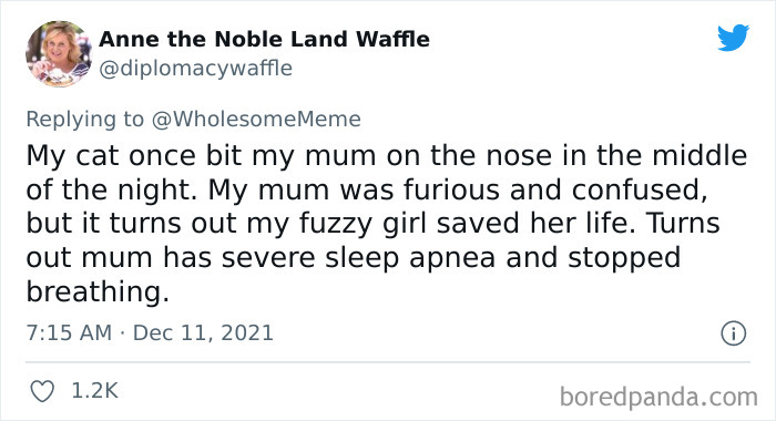 People-Share-Intelligent-Things-Their-Pets-Did