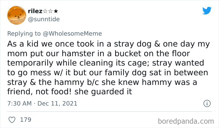 People-Share-Intelligent-Things-Their-Pets-Did