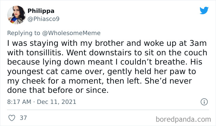 People-Share-Intelligent-Things-Their-Pets-Did