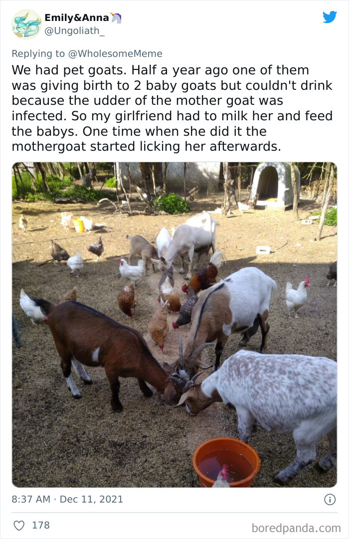 People-Share-Intelligent-Things-Their-Pets-Did