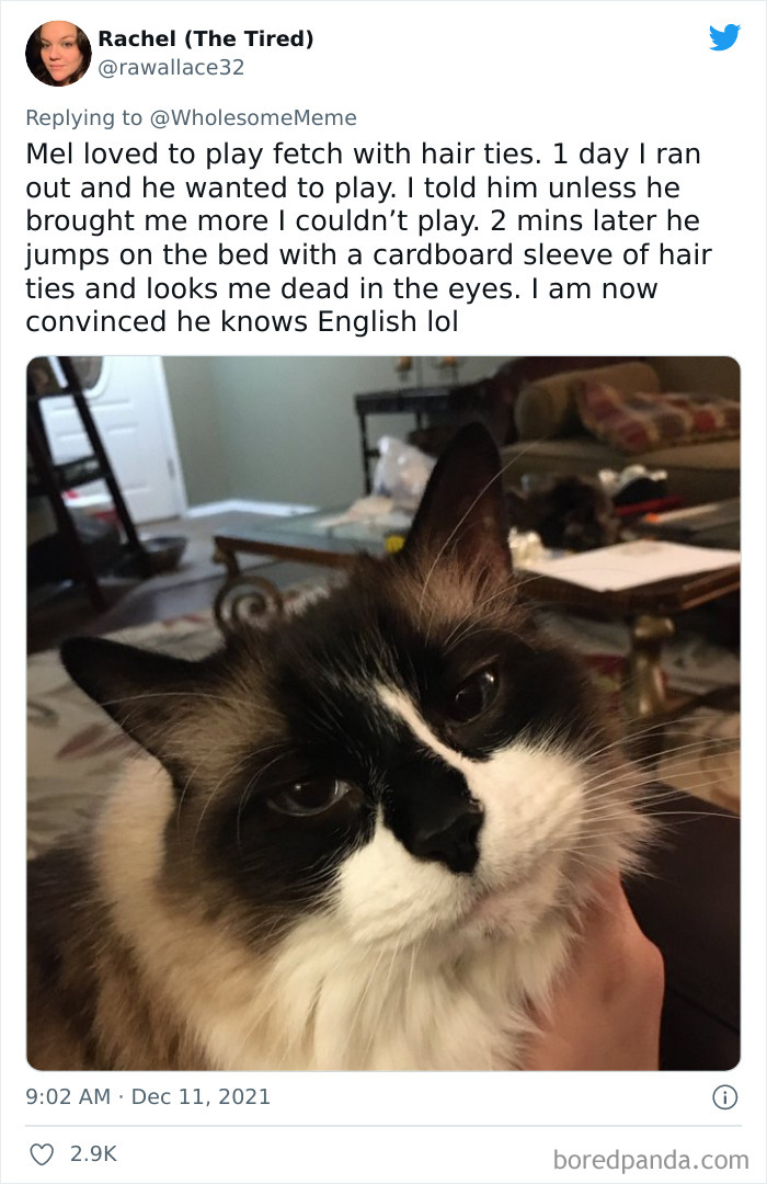 People-Share-Intelligent-Things-Their-Pets-Did