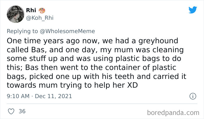 People-Share-Intelligent-Things-Their-Pets-Did