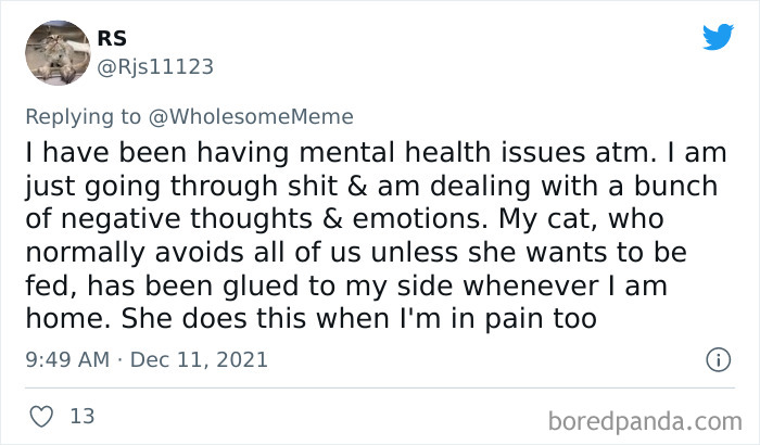 People-Share-Intelligent-Things-Their-Pets-Did