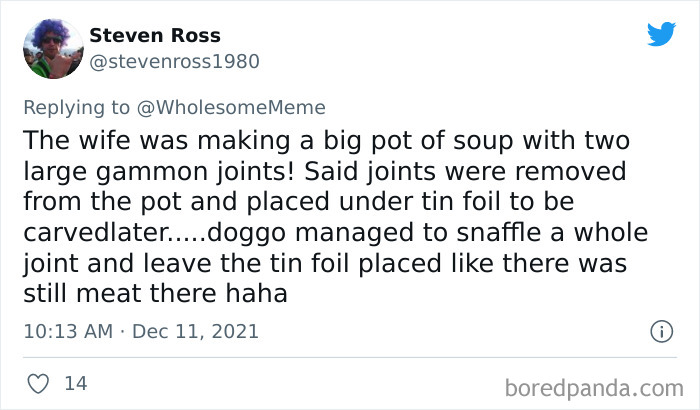 People-Share-Intelligent-Things-Their-Pets-Did