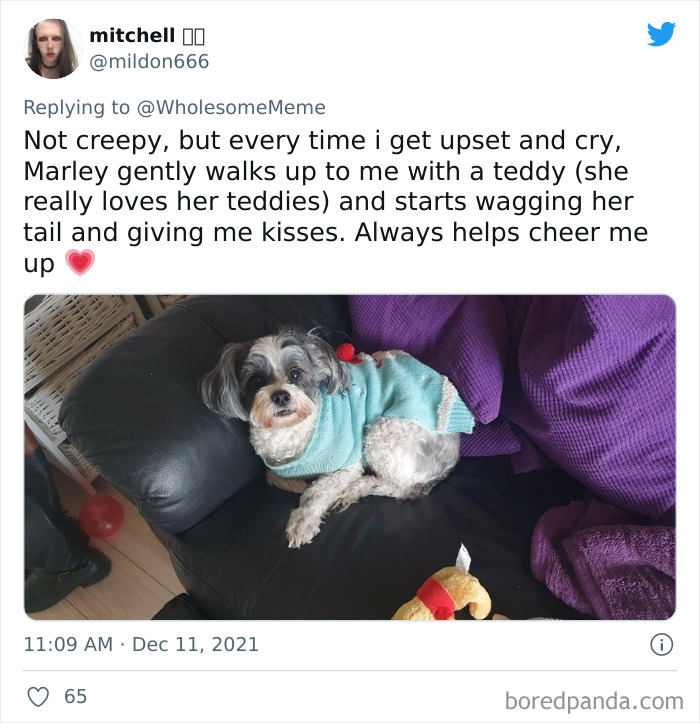 People-Share-Intelligent-Things-Their-Pets-Did