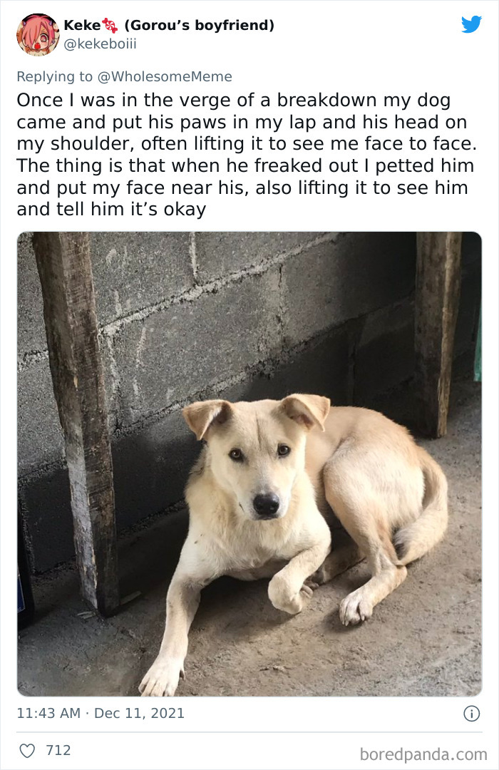 People-Share-Intelligent-Things-Their-Pets-Did