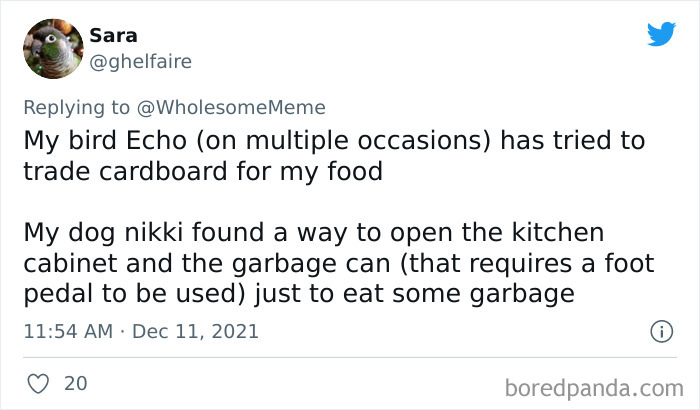 People-Share-Intelligent-Things-Their-Pets-Did