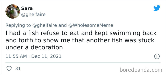 People-Share-Intelligent-Things-Their-Pets-Did