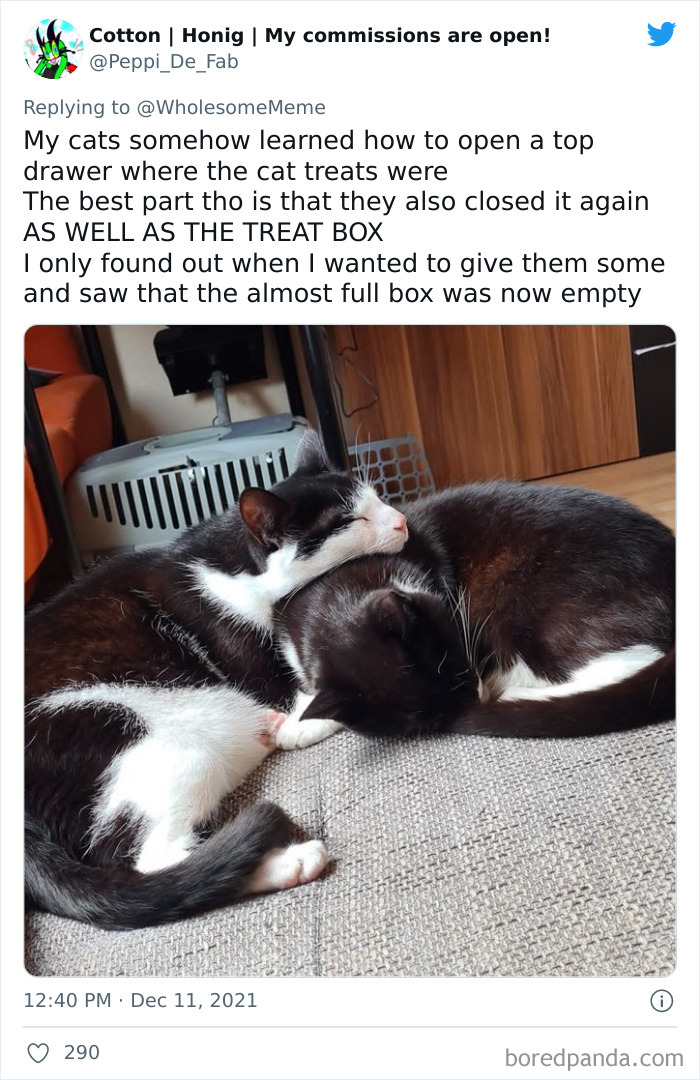 People-Share-Intelligent-Things-Their-Pets-Did