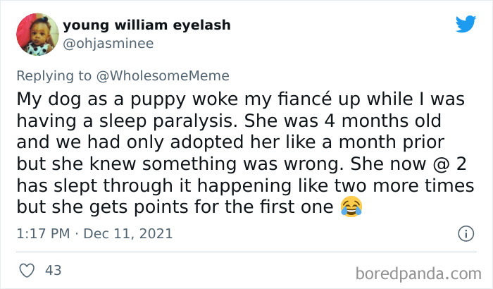 People-Share-Intelligent-Things-Their-Pets-Did