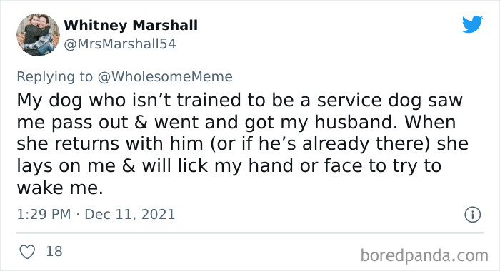 People-Share-Intelligent-Things-Their-Pets-Did