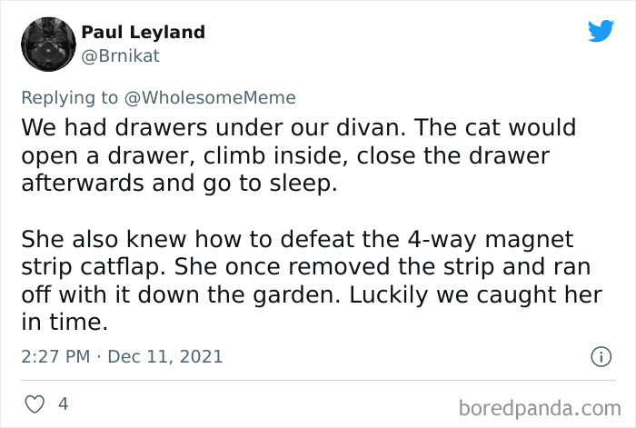 People-Share-Intelligent-Things-Their-Pets-Did