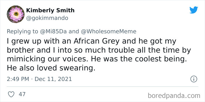 People-Share-Intelligent-Things-Their-Pets-Did