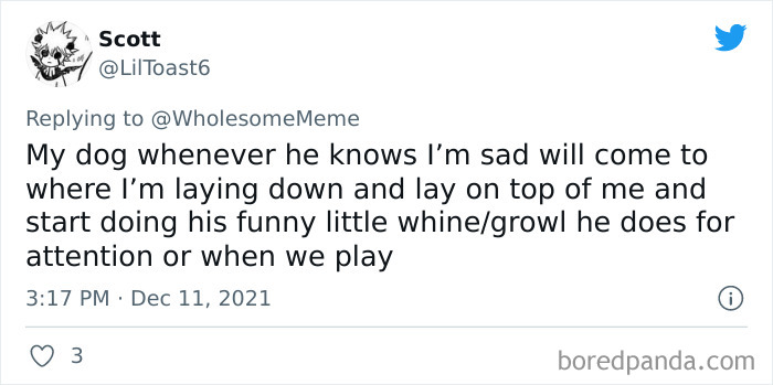 People-Share-Intelligent-Things-Their-Pets-Did