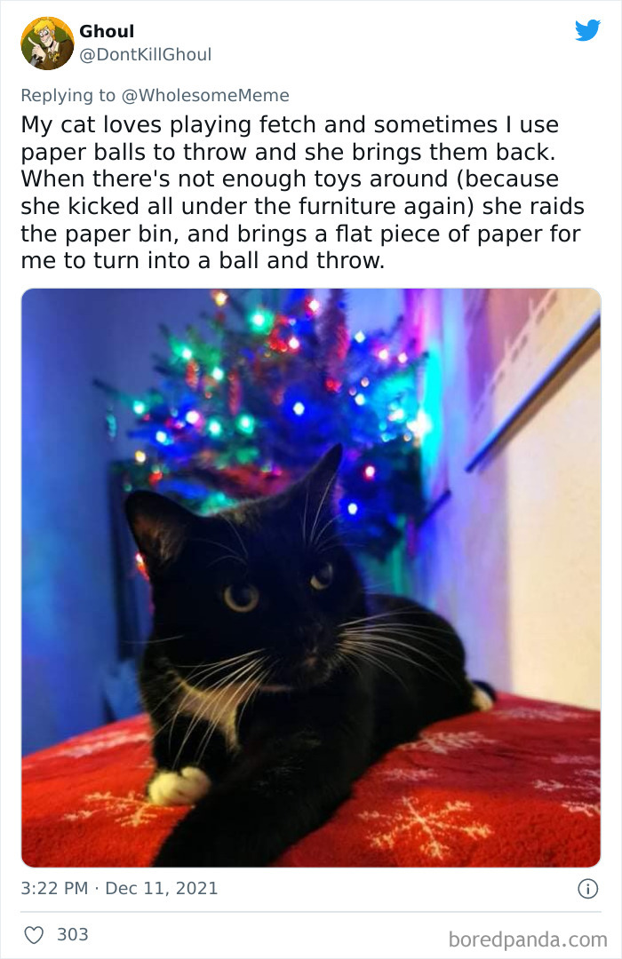 People-Share-Intelligent-Things-Their-Pets-Did