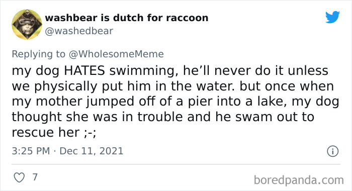 People-Share-Intelligent-Things-Their-Pets-Did