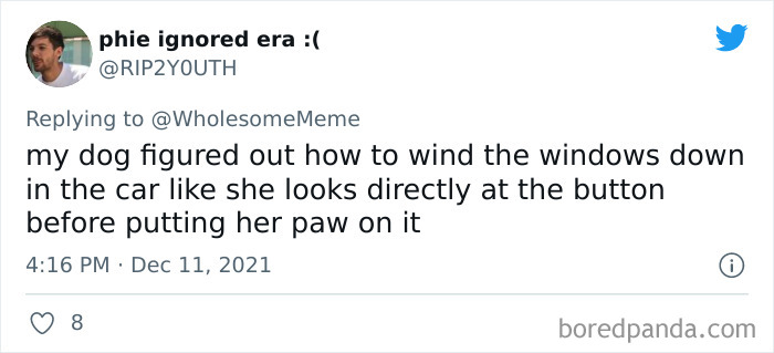 People-Share-Intelligent-Things-Their-Pets-Did