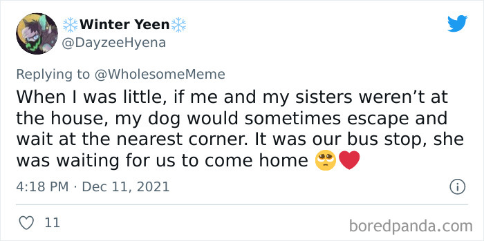 People-Share-Intelligent-Things-Their-Pets-Did