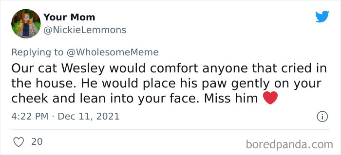 People-Share-Intelligent-Things-Their-Pets-Did