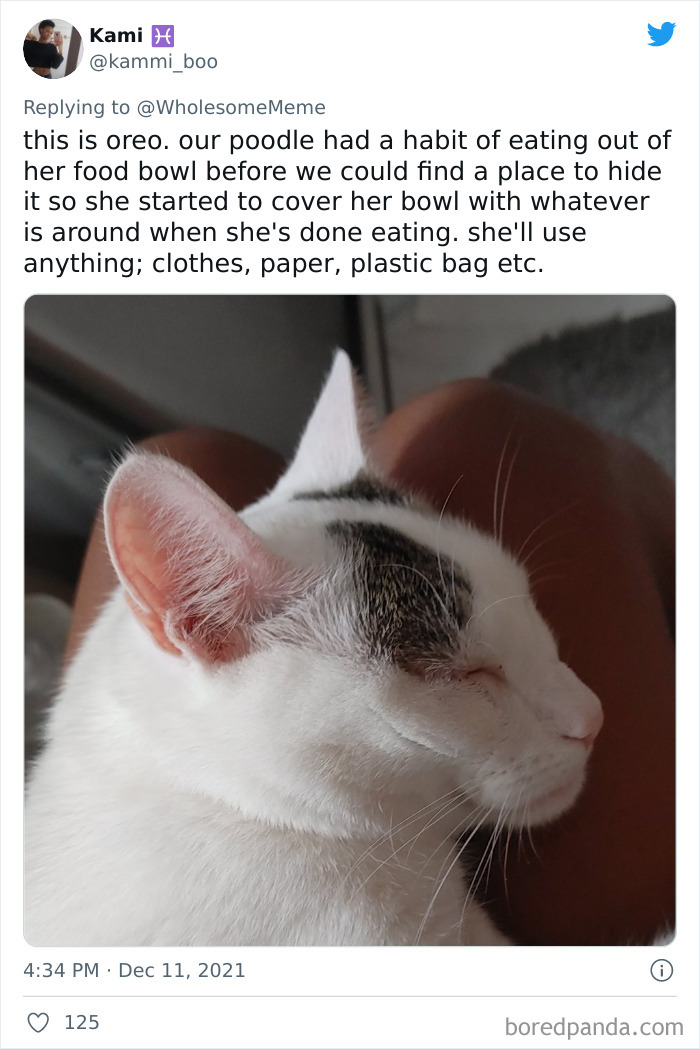 People-Share-Intelligent-Things-Their-Pets-Did