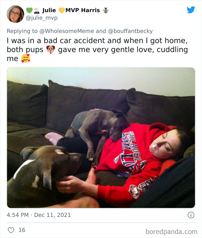 People-Share-Intelligent-Things-Their-Pets-Did