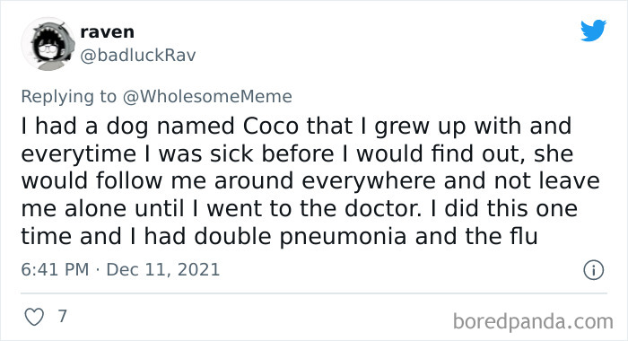 People-Share-Intelligent-Things-Their-Pets-Did