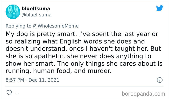 People-Share-Intelligent-Things-Their-Pets-Did