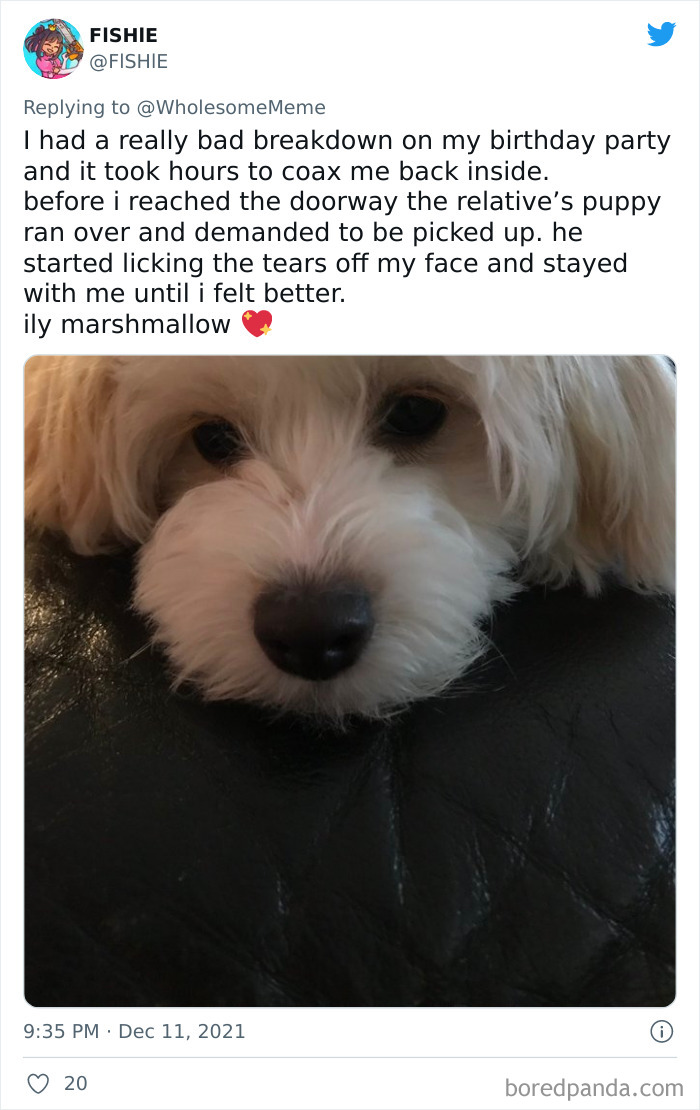 People-Share-Intelligent-Things-Their-Pets-Did