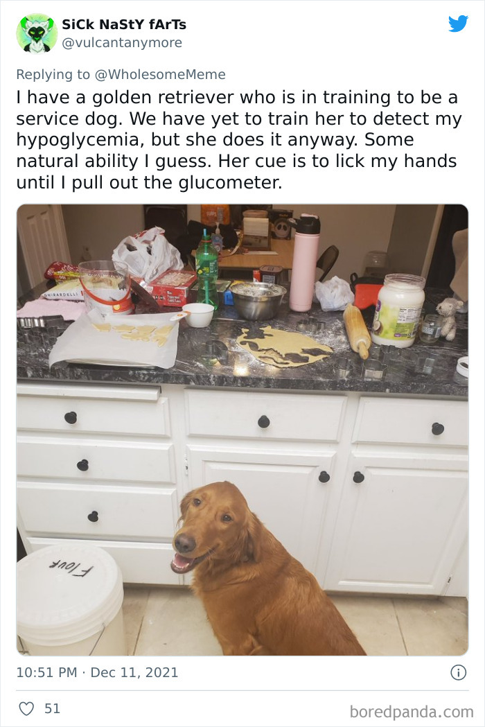 People-Share-Intelligent-Things-Their-Pets-Did