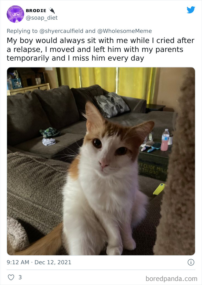 People-Share-Intelligent-Things-Their-Pets-Did