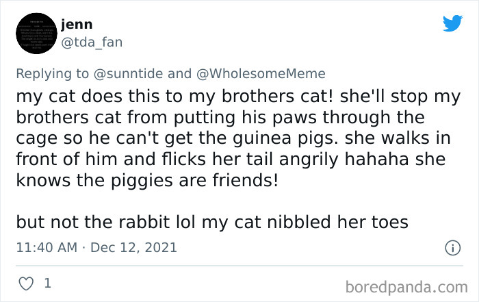 People-Share-Intelligent-Things-Their-Pets-Did