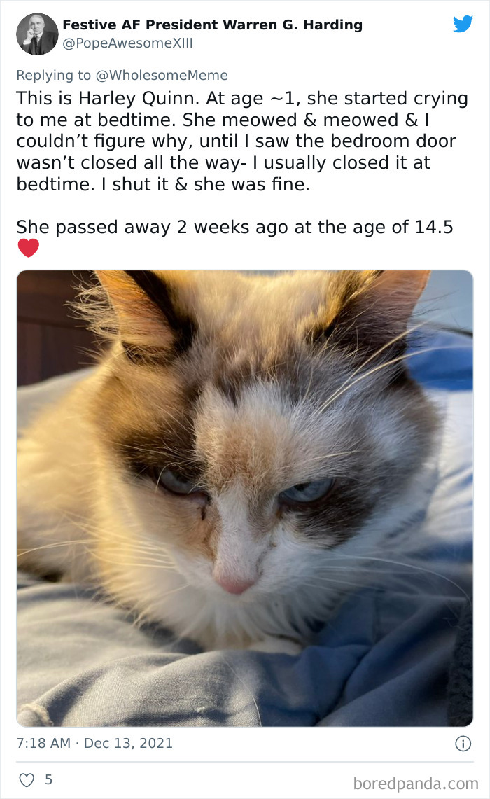 People-Share-Intelligent-Things-Their-Pets-Did