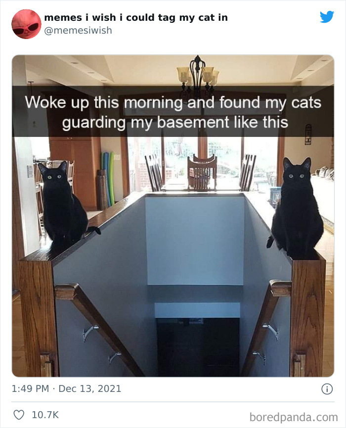 Funny Cat Memes