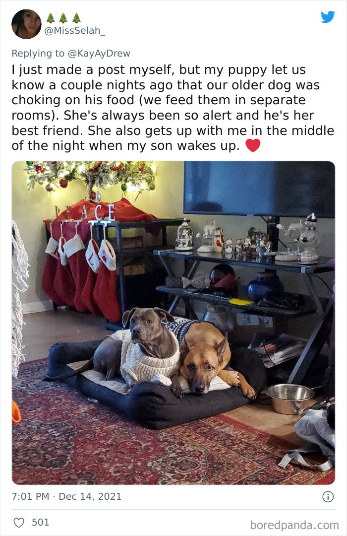 Dog-Saves-Baby-Not-Breathing