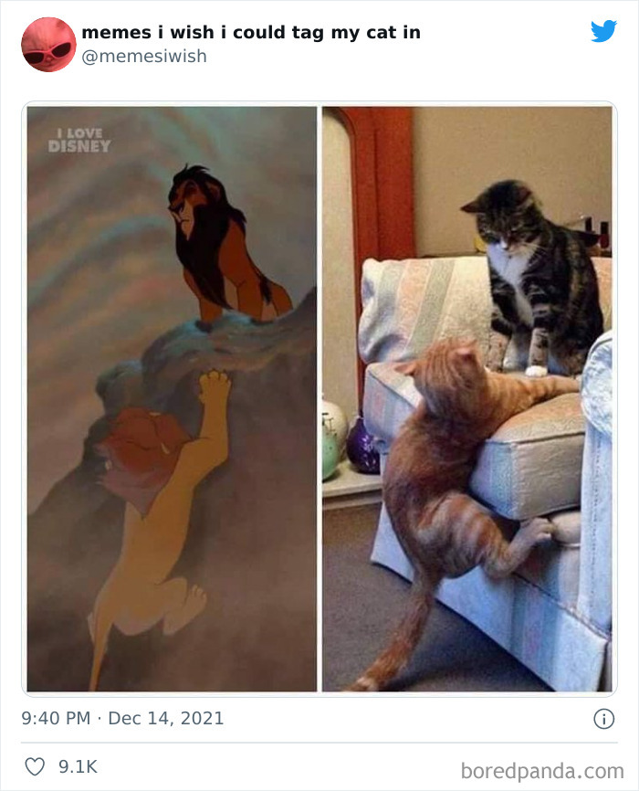 50 Of The Most Spot On "Memes I Wish I Could Tag My Cat In"