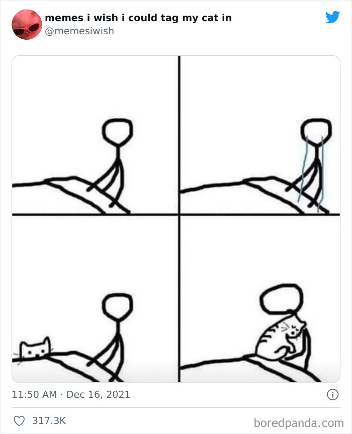 50 Of The Most Spot On "Memes I Wish I Could Tag My Cat In"