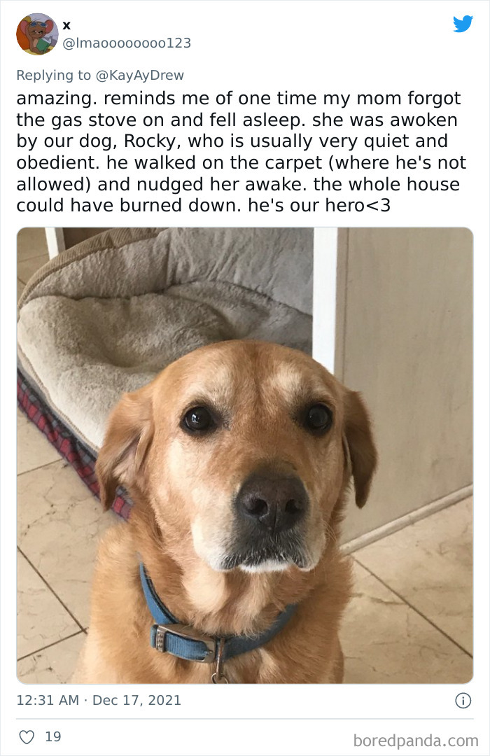 Dog-Saves-Baby-Not-Breathing